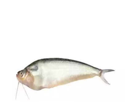 Pabda Fish 500 gm