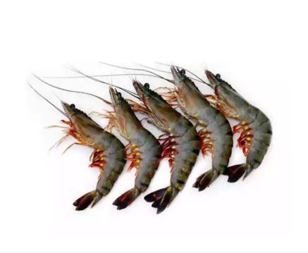 Prawn Medium (Chingri)