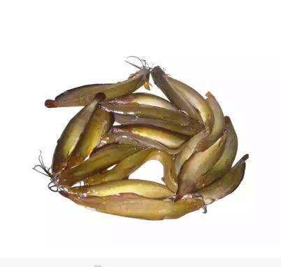 Shing Fish (After Cutting) 500 gm
