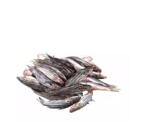 Tengra Fish Deshi