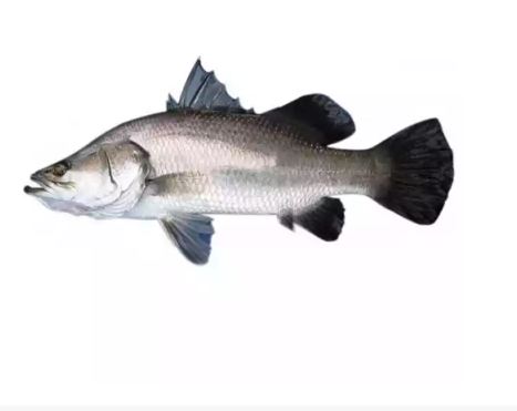 Koral Fish (Net Weight ± 50 gm) 1.5 kg